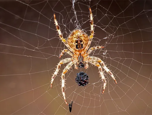 Cotação Dedetização de Aranhas